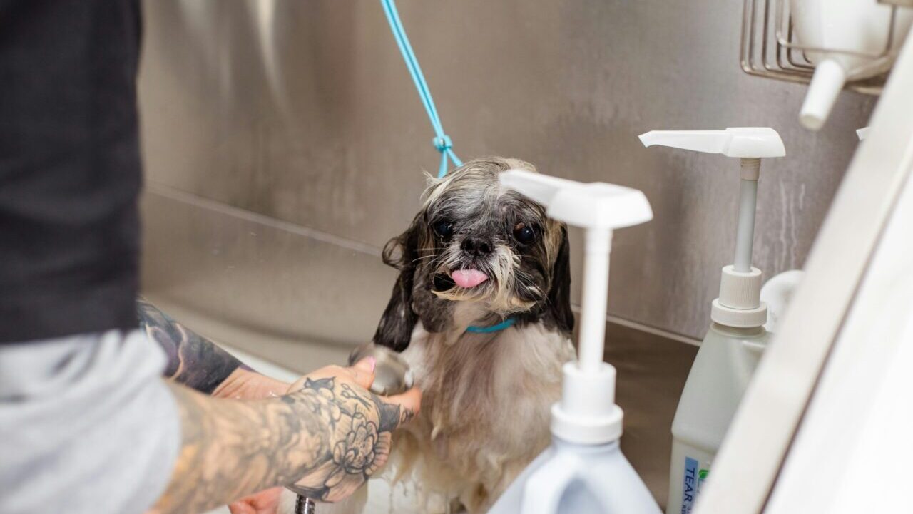 Small dog being bathed, wet fur, pink tongue out, blue leash attached, tattooed groomer rinsing, surrounded by shampoo bottles, stainless steel wash station