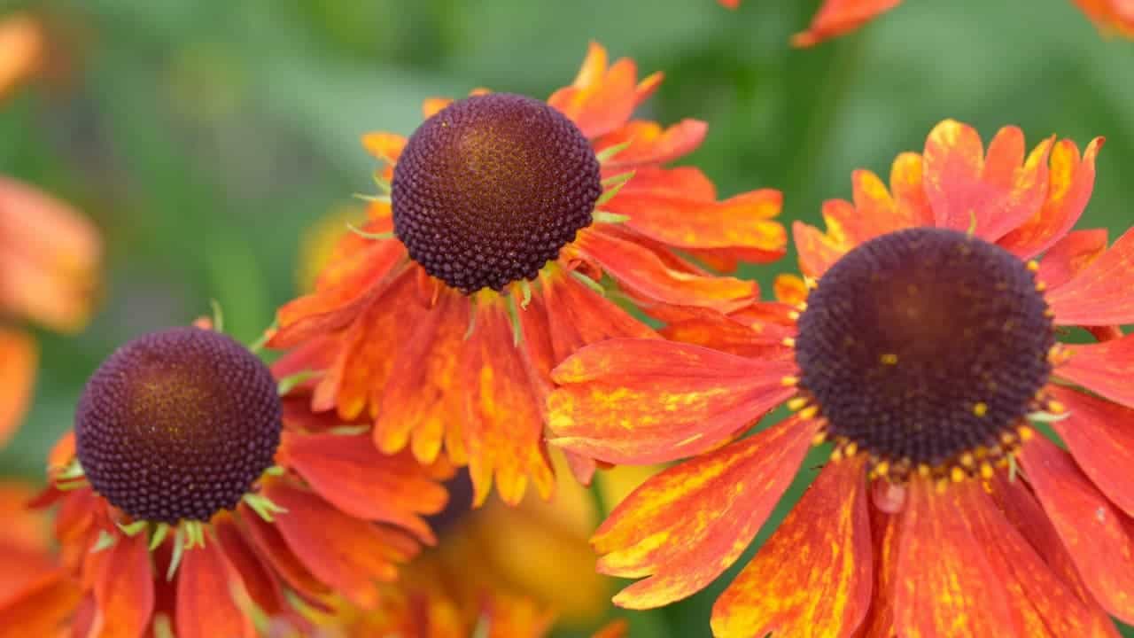Close-up of orange-red helenium flowers with dark brown central cones against blurred green background in garden setting