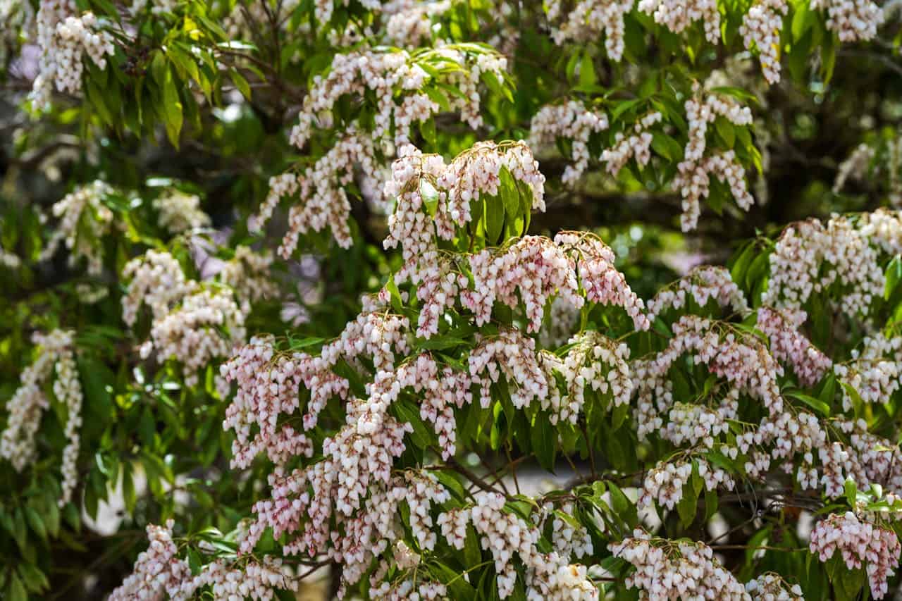 Japanese Pieris shrub with cascading clusters of small white bell-shaped blooms with pink hints hanging from green leafy branches