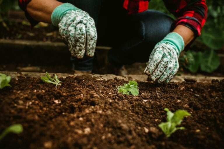 12 Mulching Mistakes That Ruin Your Plants