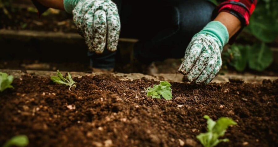 Hands in green patterned gardening gloves tending to small seedlings growing in dark, rich soil in garden bed