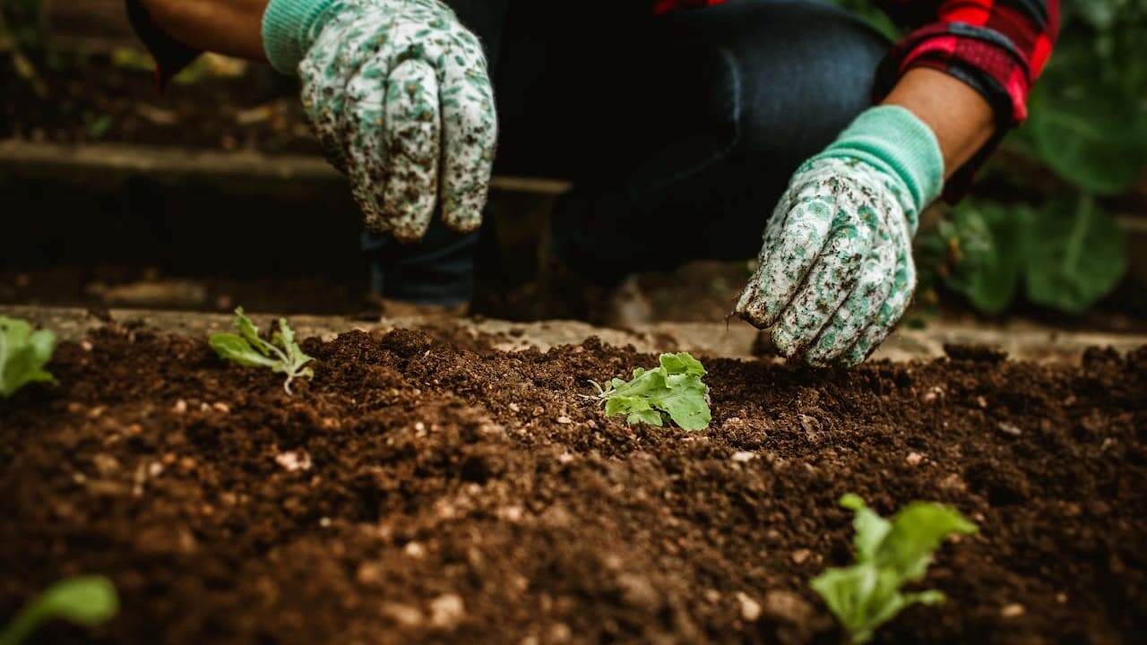 Hands in green patterned gardening gloves tending to small seedlings growing in dark, rich soil in garden bed