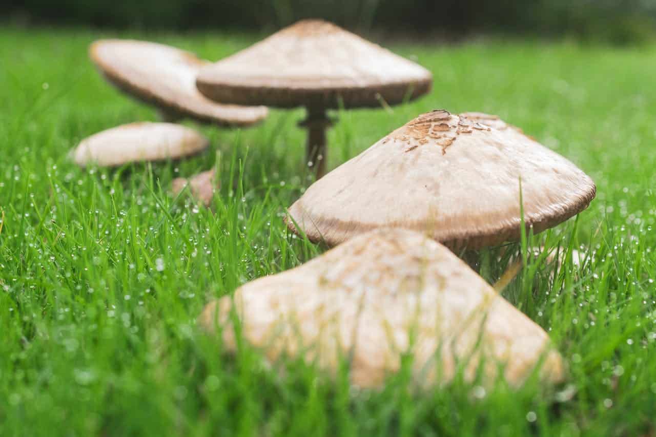 Cream-colored mushrooms with broad caps growing in bright green grass with morning dew visible on lawn