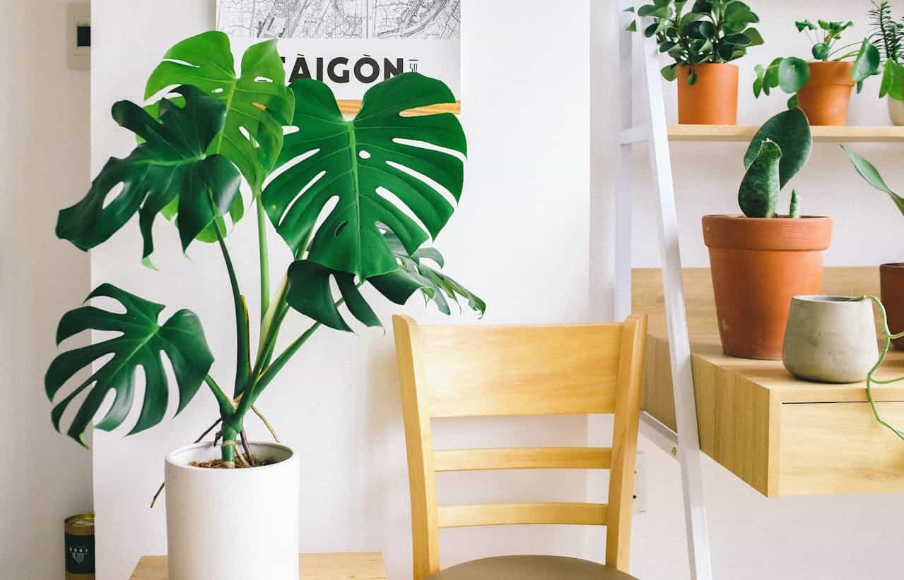 Monstera plant in white pot beside wooden chair, with "SAIGON" poster and tiered plant shelf displaying terracotta pots