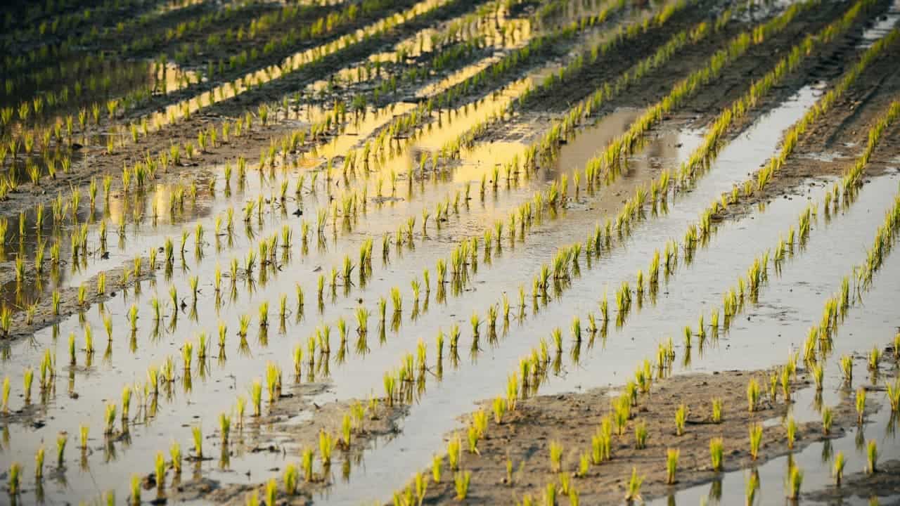 Flooded field with rows of young green rice plants standing in waterlogged soil, demonstrating poor drainage conditions