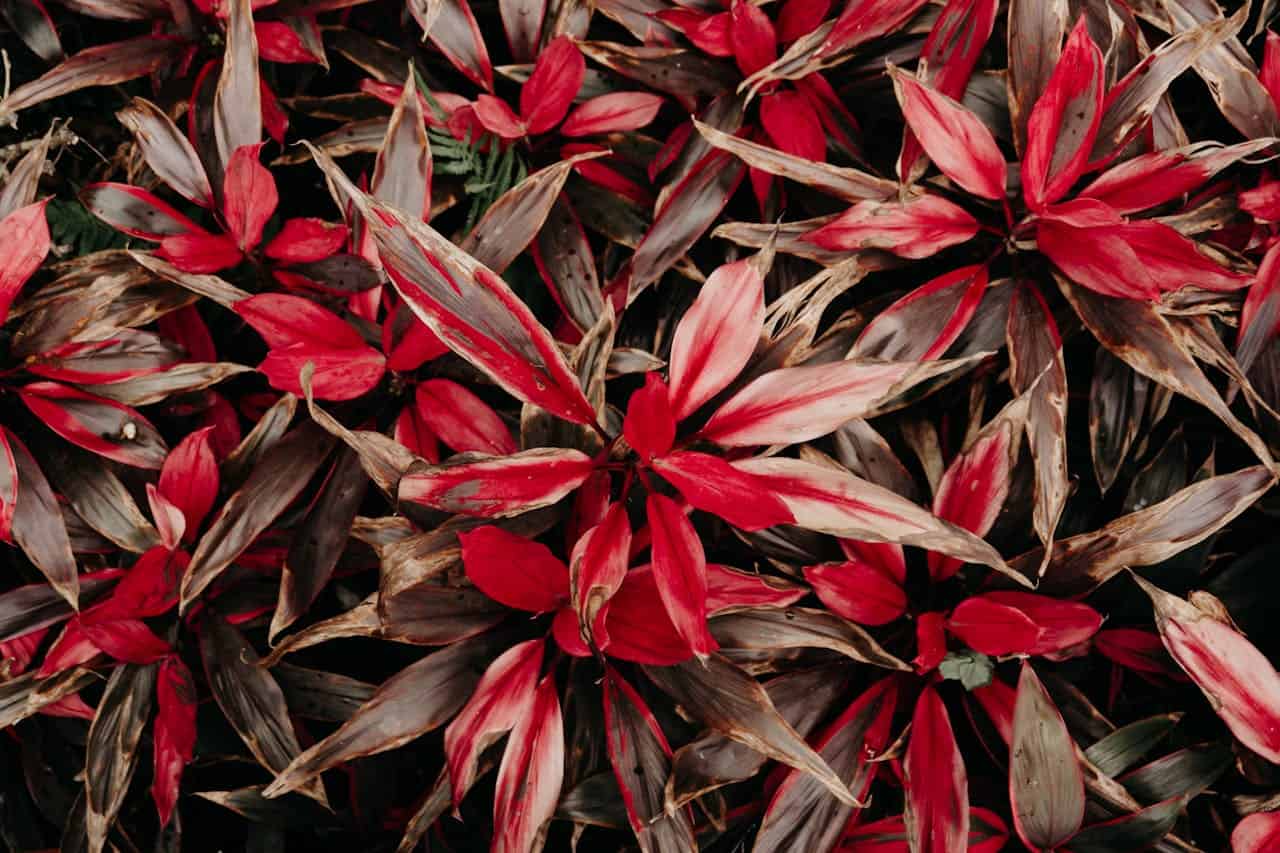 Dense cluster of red and burgundy Cordyline leaves with elongated shape, creating a striking pattern of vibrant tropical foliage