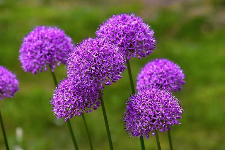 Cluster of vibrant purple allium flowers in full bloom, each globe-shaped head composed of tiny star-like florets atop tall