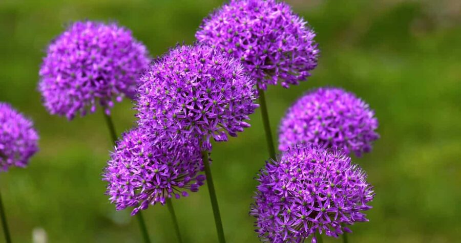 Cluster of vibrant purple allium flowers in full bloom, each globe-shaped head composed of tiny star-like florets atop tall