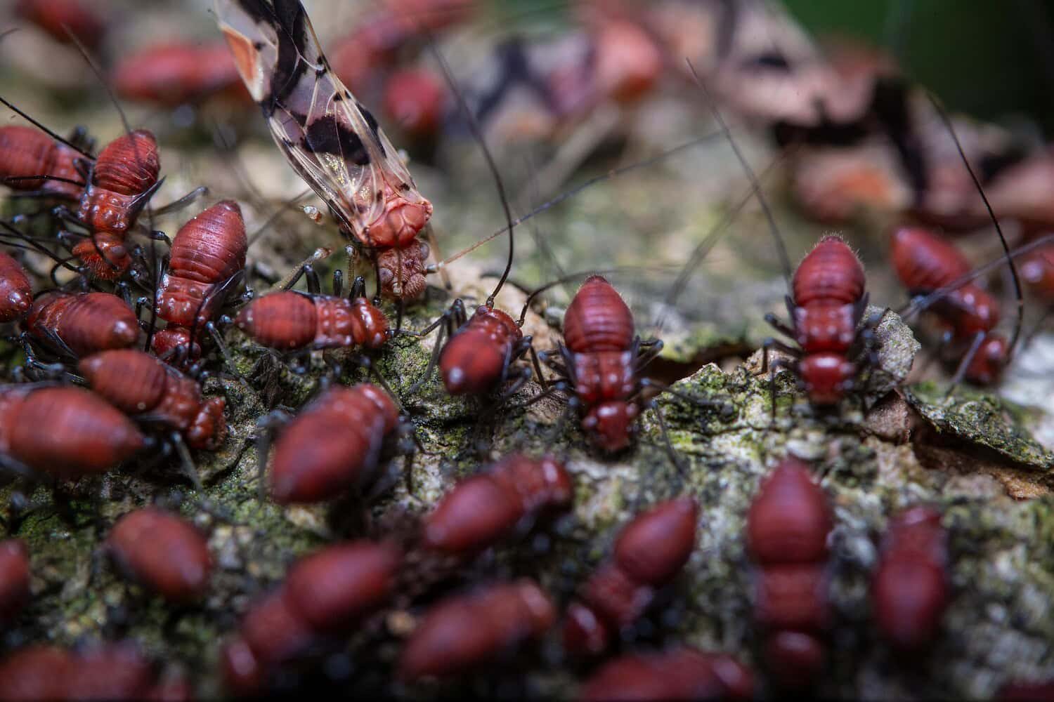 Close-up of numerous red and black insects, likely nymph-stage bugs, clustered on mossy tree bark, with one winged adult insect among them, antennae visible, vibrant natural textures