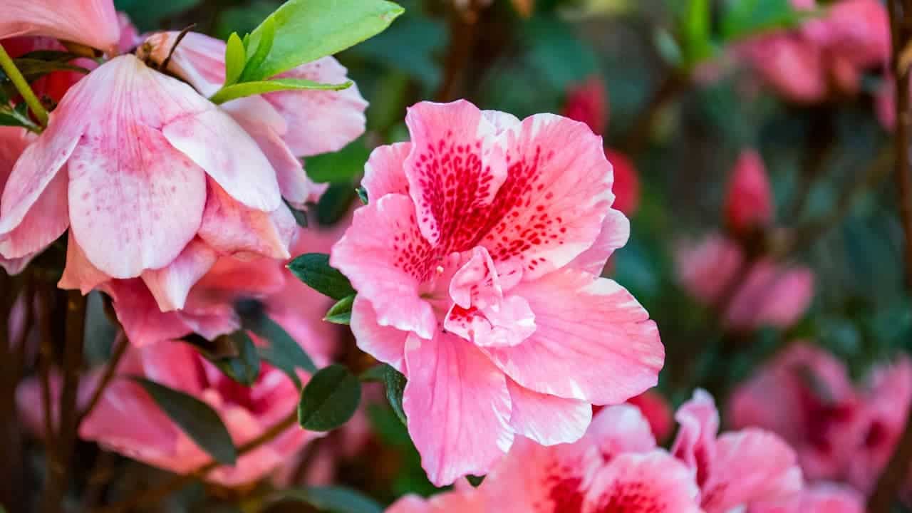 Pink Northern Light Azalea flowers in bloom with distinctive red speckled throats, surrounded by dark green leaves in a garden setting