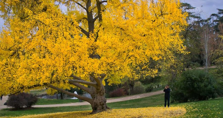 Large ginkgo tree with bright yellow autumn foliage in park setting, person taking photo, fallen leaves covering ground