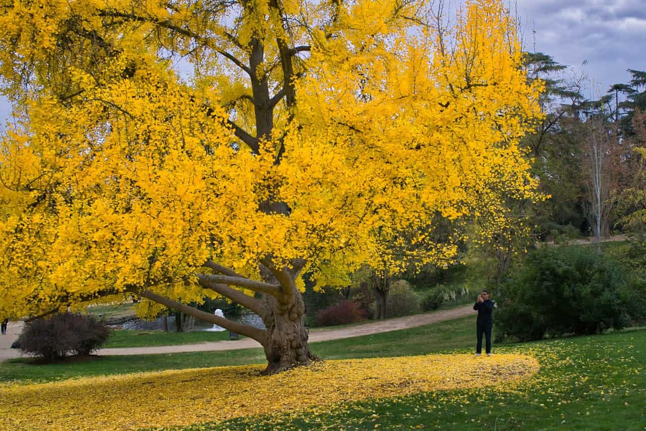 Large ginkgo tree with bright yellow autumn foliage in park setting, person taking photo, fallen leaves covering ground