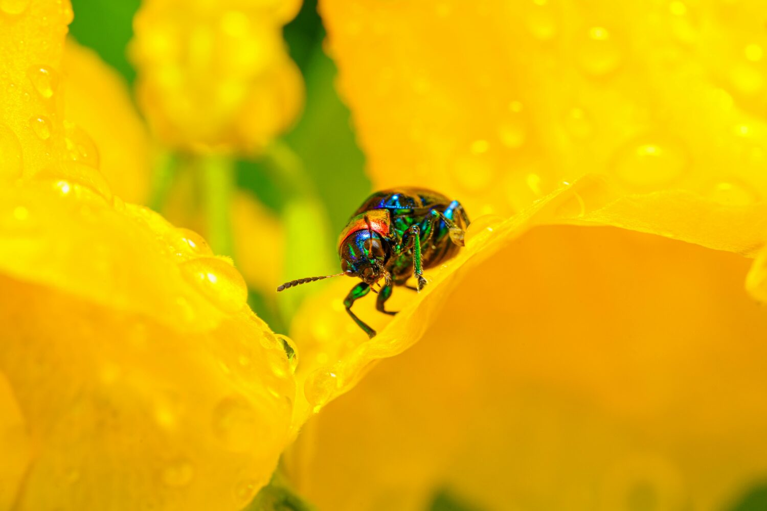 Metallic green and blue beetle on a vibrant yellow flower petal, water droplets visible, close-up macro photography, bright natural lighting, detailed insect texture