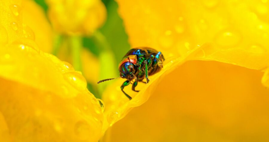 Metallic green and blue beetle on a vibrant yellow flower petal, water droplets visible, close-up macro photography, bright natural lighting, detailed insect texture
