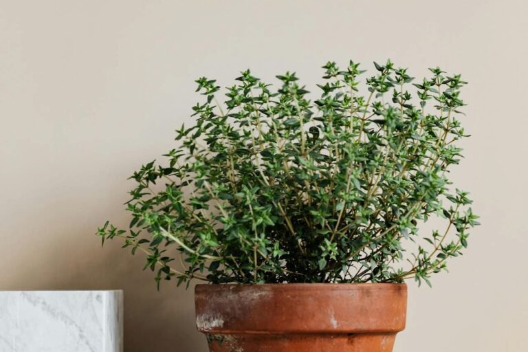 Thyme herb plant growing in terracotta pot with white marble object partially visible, against beige wall background