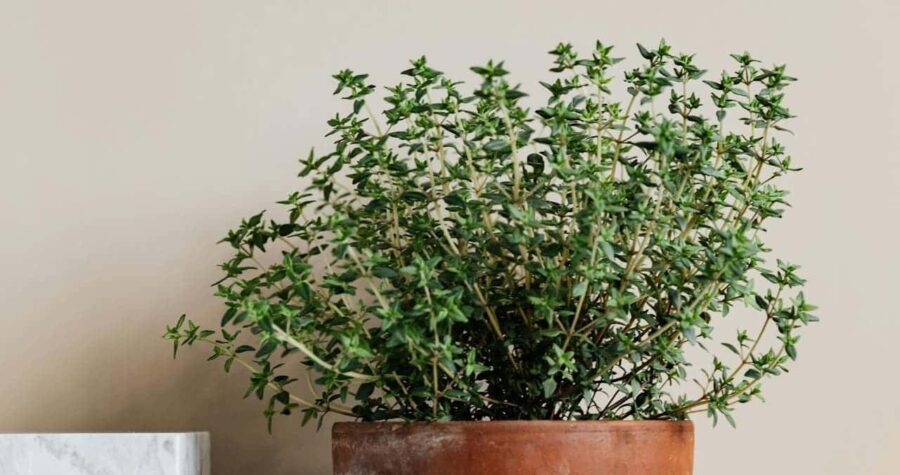 Thyme herb plant growing in terracotta pot with white marble object partially visible, against beige wall background