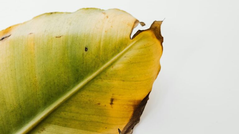 A withered banana leaf showing brown, dry, and curled edges, with visible signs of aging and dehydration against a natural outdoor background