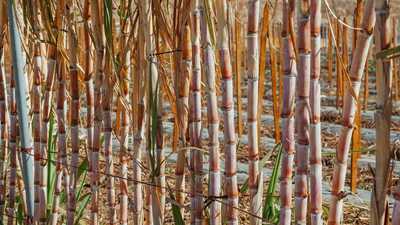 Dense grove of purple-tinged Hardy Sugar Cane stalks with visible nodes and joints growing in organized rows on mulched soil