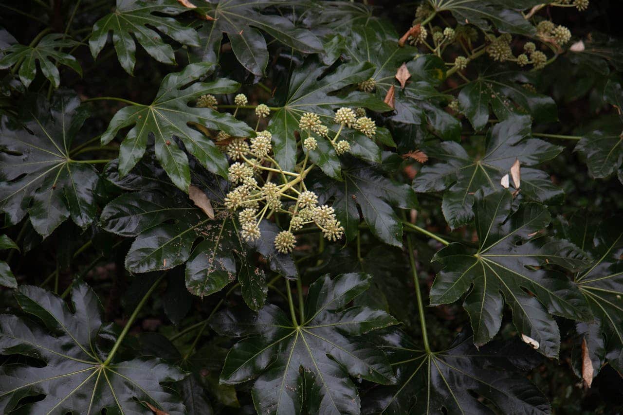 Dark green Fatsia japonica plant with palmate leaves displaying clusters of small, round cream-colored flower buds or seed pods