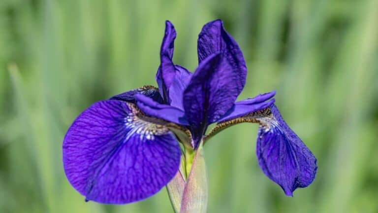 Close-up of a vibrant purple irresistible iris flower with distinctive falls and standards against a blurred green background