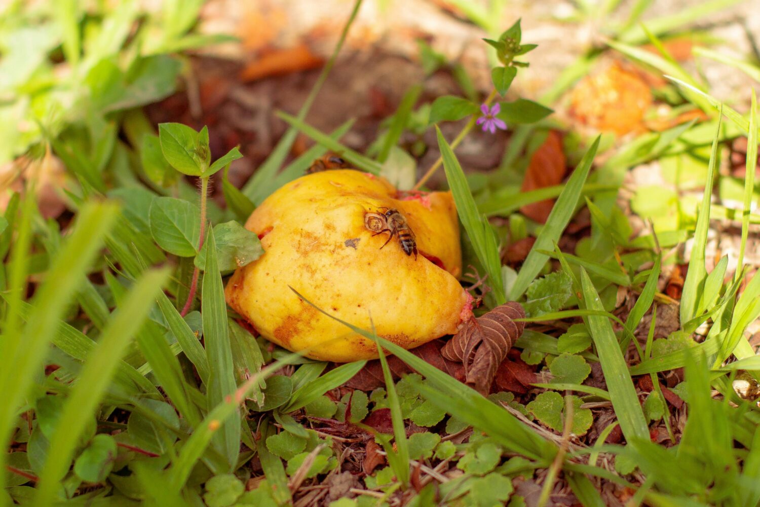 Rotten yellow fruit on grass, two bees feeding on the fruit, surrounded by green leaves, fallen twigs, and a small purple wildflower
