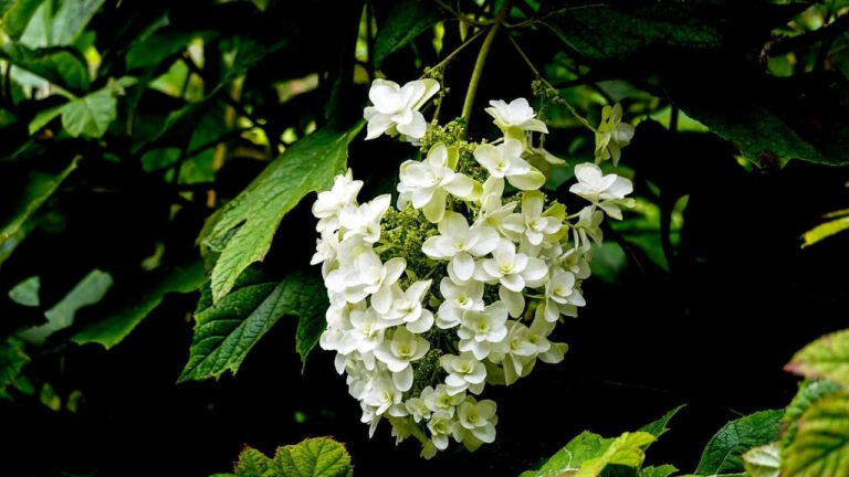 White Oakleaf hydrangea flower cluster blooming among dark green leaves, creating contrast between bright blossoms and shadowy foliage background