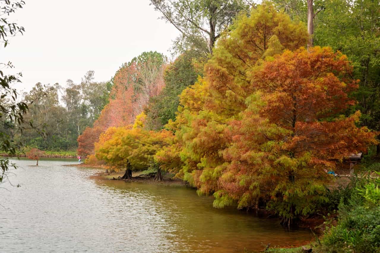 Autumn pond landscape with vibrant Dwarf Golden False Cypress trees lining the shoreline under an overcast sky