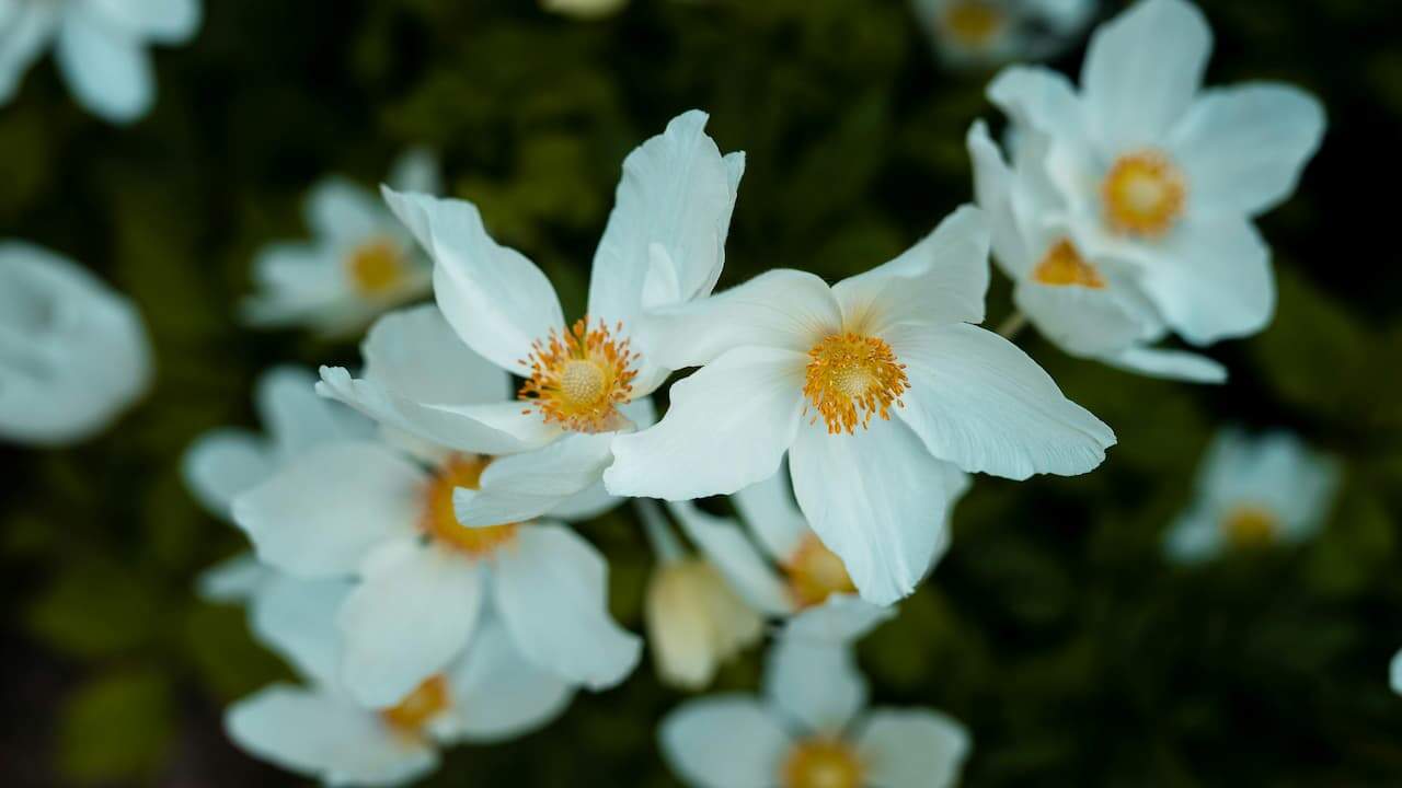 Close-up of delicate white rockrose flowers with five smooth petals and bright yellow centers, surrounded by deep green foliage