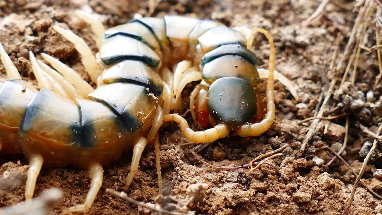 Close-up of a large centipede on dry soil, segmented body with glossy dark bands, yellowish legs extended on both sides, visible antennae and mandibles, earthy background with small twigs and dirt