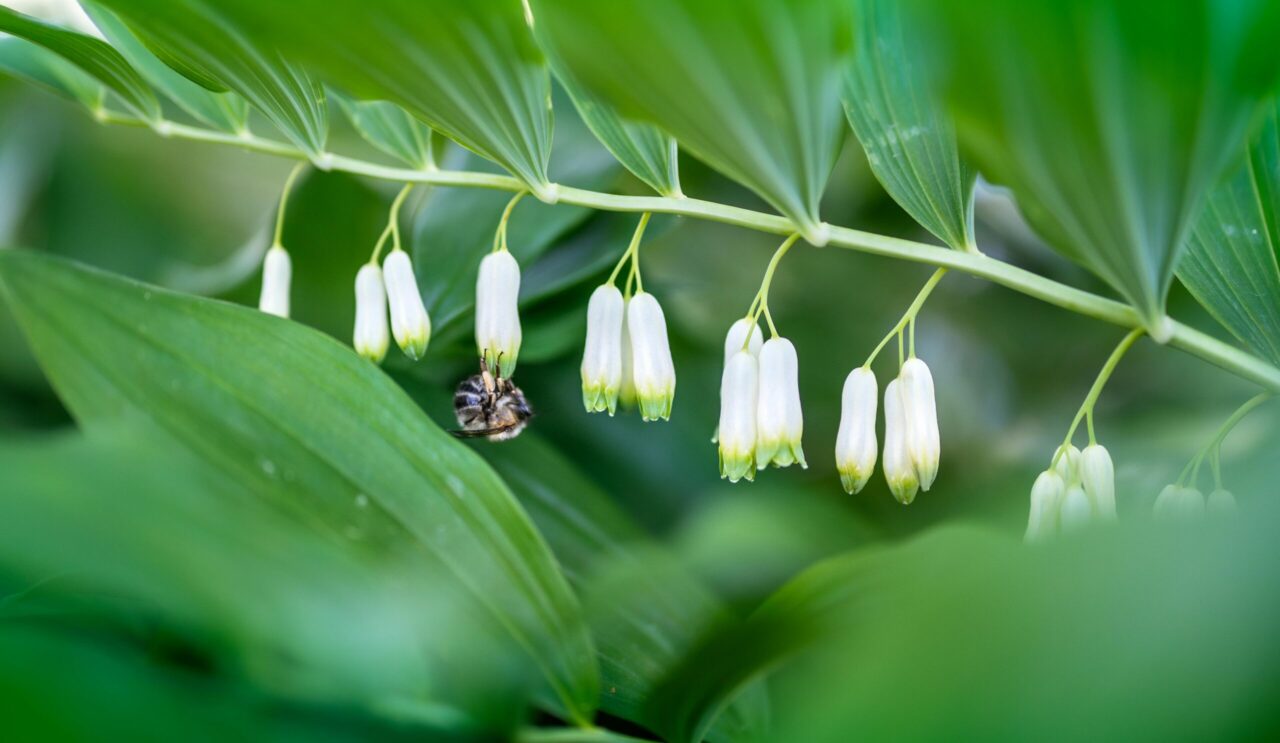 Close-up of a bee collecting nectar from white bell-shaped flowers of Solomon’s Seal, surrounded by lush green leaves