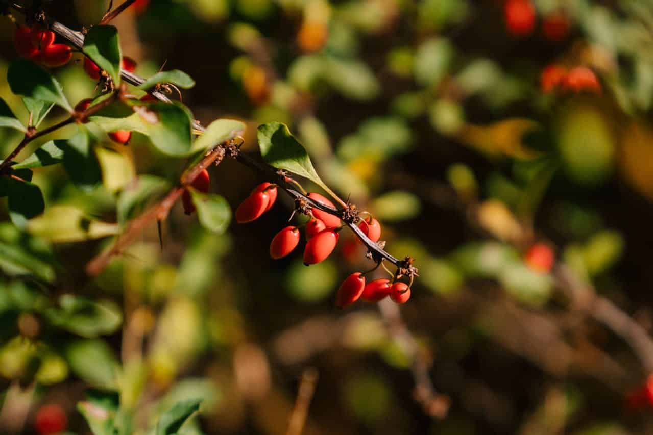Red bar berries growing on thin branches with small green leaves against a blurred natural background in warm sunlight