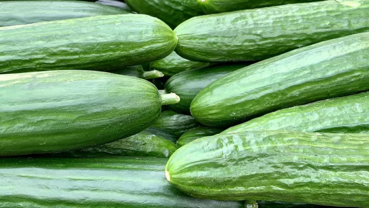 Close-up of fresh green cucumbers arranged in rows, showing their glossy skin and cylindrical shapes with slight variations