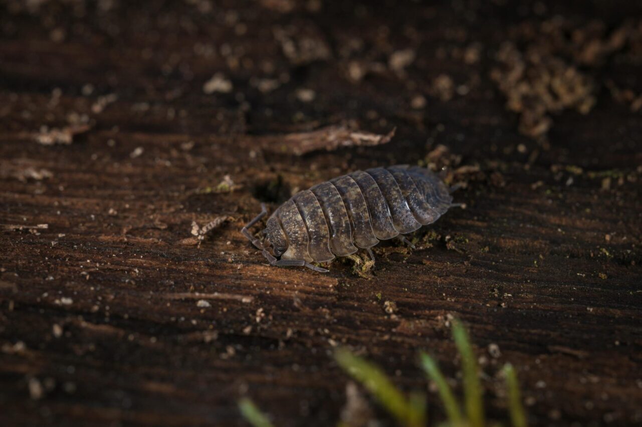 Pill bug crawling on dark, textured wood surface, segmented exoskeleton, curved body with visible antennae and legs, surrounded by tiny wood particles, low light forest floor environment