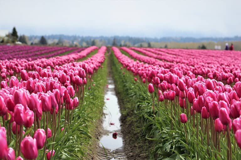 Expansive field of blooming pink tulips in rows, irrigation channel running between flower beds, cloudy sky in background, commercial flower farm landscape