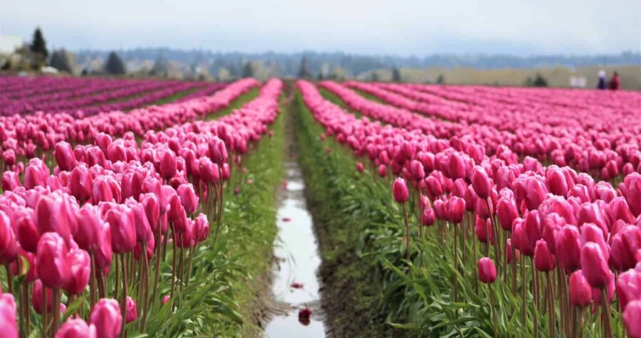Expansive field of blooming pink tulips in rows, irrigation channel running between flower beds, cloudy sky in background, commercial flower farm landscape