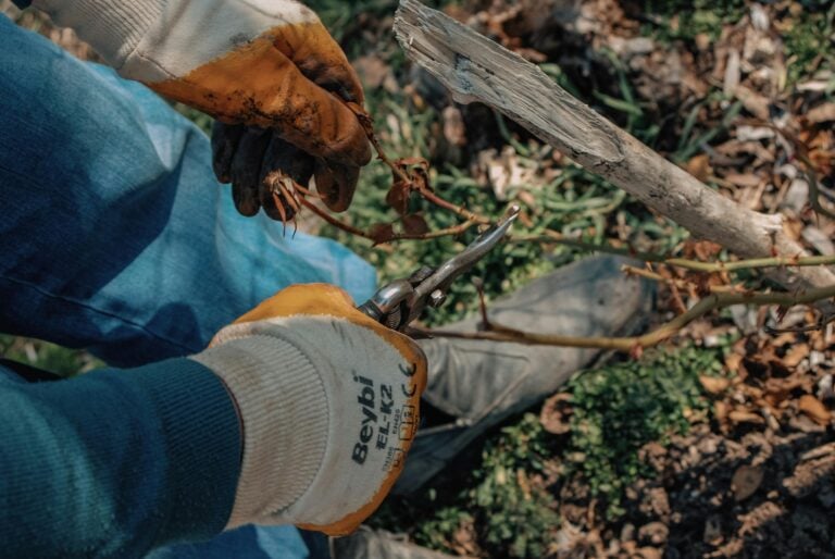 Hands wearing work gloves using pruning shears to cut small branches or twigs on ground