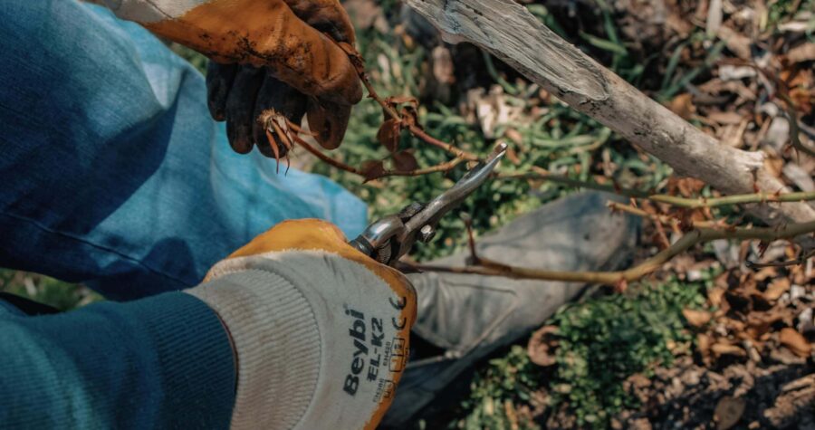 Hands wearing work gloves using pruning shears to cut small branches or twigs on ground