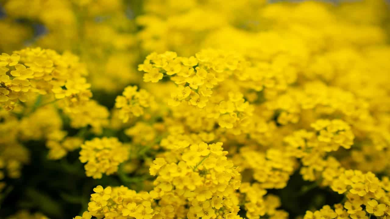 Close-up of dense clusters of bright yellow flowers in full bloom, with soft background blur