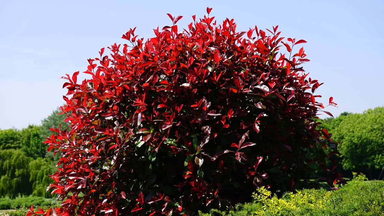 Round photinia shrub with vibrant red foliage growing in a landscaped garden area against a clear blue sky