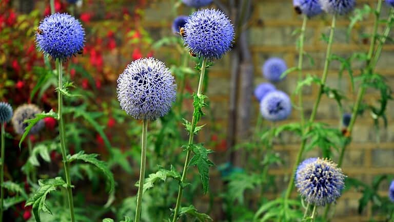 Globe thistles with spherical blue flowers on tall stems in garden setting, with bee pollinator and red flowers background