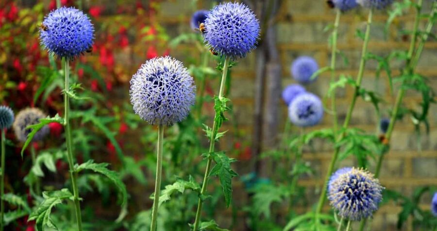 Globe thistles with spherical blue flowers on tall stems in garden setting, with bee pollinator and red flowers background