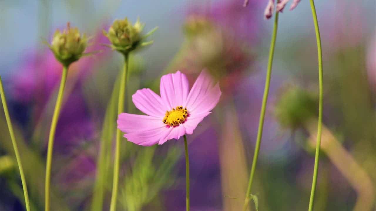 Pink garden cosmos flower with bright yellow center in focus, surrounded by green stems and unopened buds against blurred colorful background