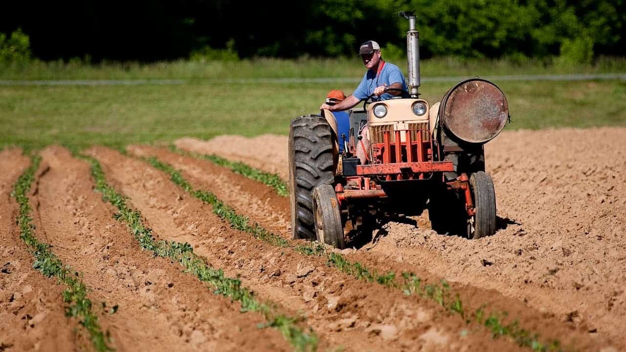 Farmer driving vintage red and white tractor through cultivated field with green crop rows on brown soil