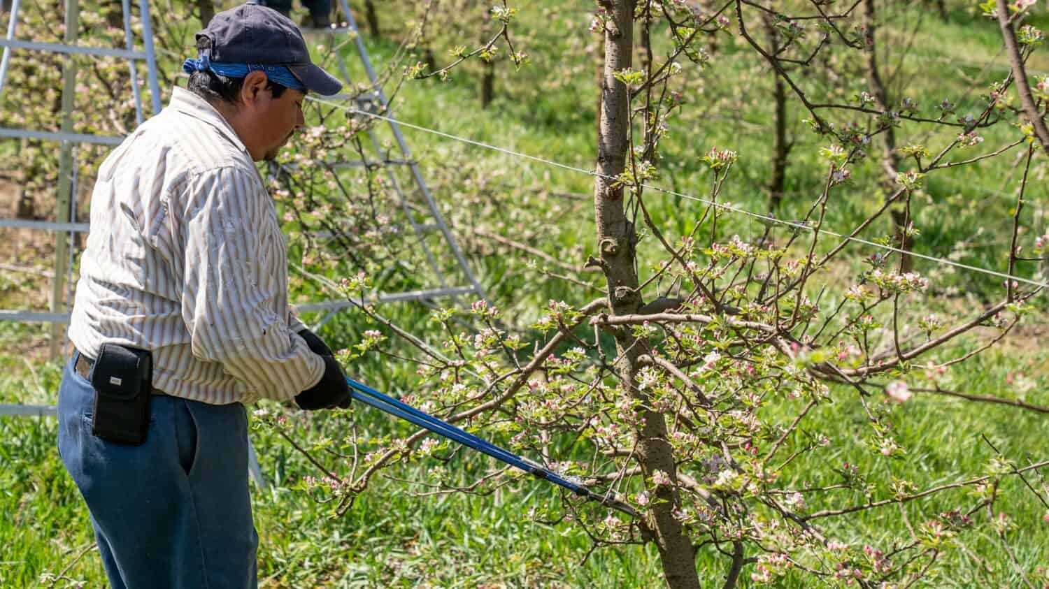 Person using blue-handled long pruning saw to cut fallen tree branch or log in wooded area