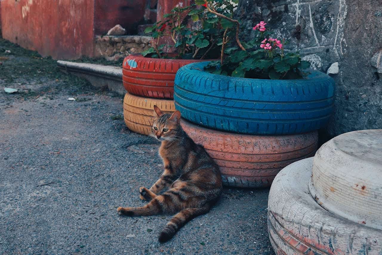Tabby cat sitting near colorful recycled tire planters with pink flowers, resting on gritty urban ground with concrete walls