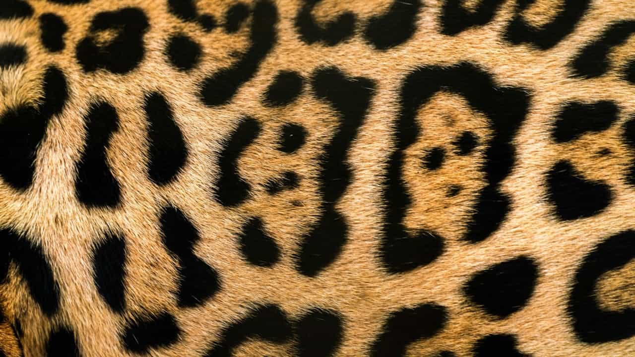Close-up of leopard fur showing distinctive golden-orange coat with black rosette pattern spots characteristic of this big cat