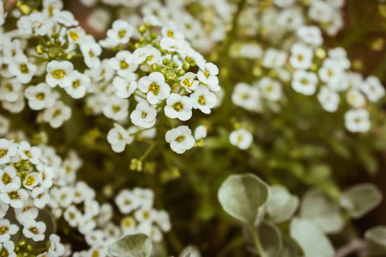 Cluster of small white Rockcress (Arabis caucasica) flowers with yellow centers growing in dense bunches, possibly sweet alyssum or similar garden plant