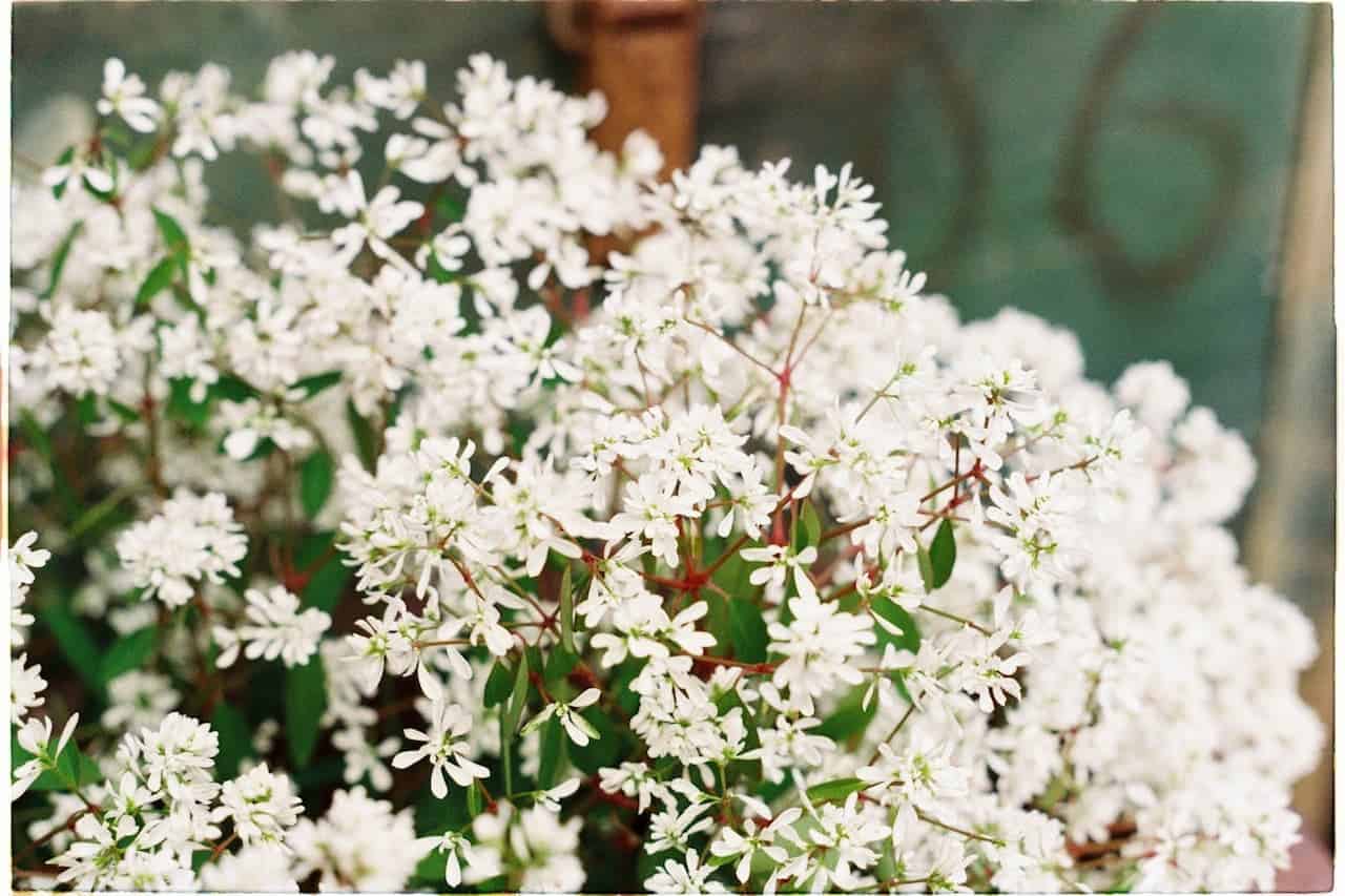 Close-up of delicate white Amelanchier 'First Editions® Standing Ovation™' flowers with star-shaped blooms on thin reddish stems