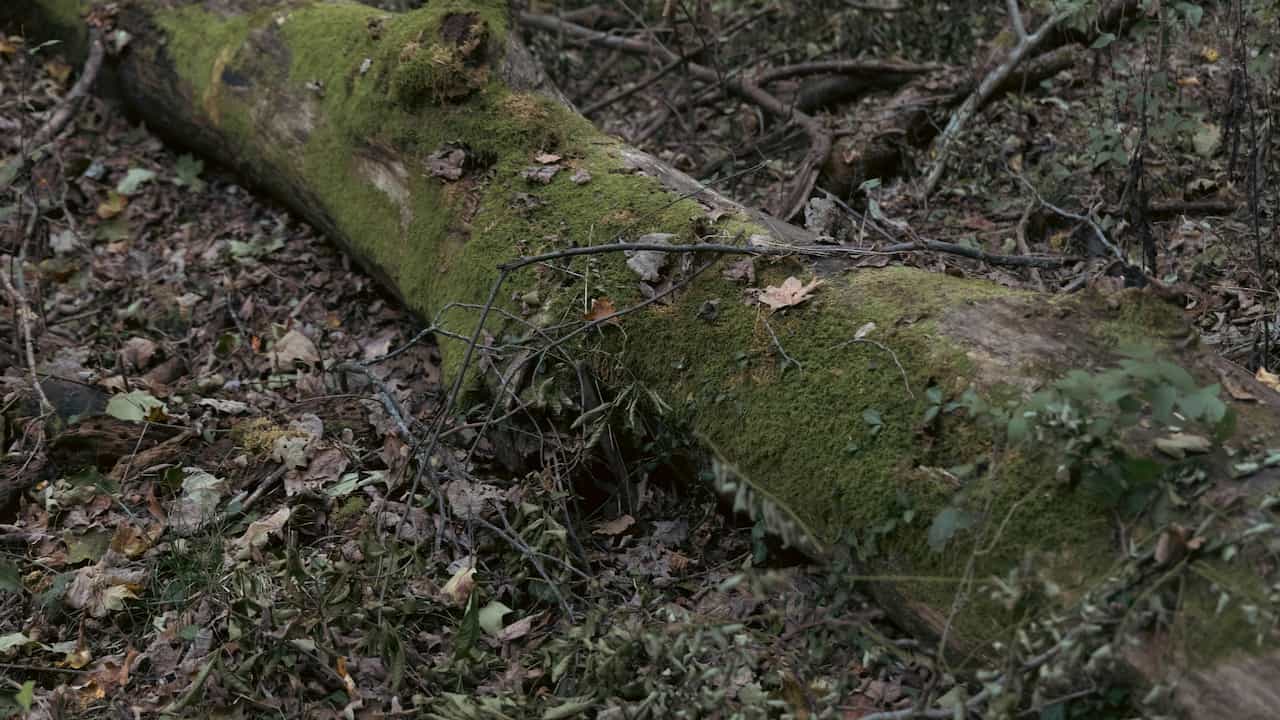 A fallen tree trunk covered in green moss and scattered leaves, lying on a forest floor surrounded by dry branches and undergrowth