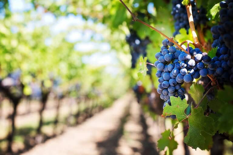 Clusters of dark purple grapes hanging on a vine in a sunlit vineyard with rows stretching into the distance